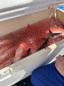 Trolled,deep water bottom fishing and reef fishing in one trip.