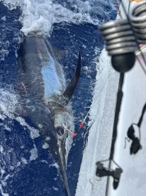 A large Marlin is being reeled in during a deep-sea fishing trip, showcasing the excitement of sport fishing.