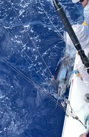 An angler is actively reeling in a large fish while fishing in deep blue waters, showcasing the excitement of the catch.