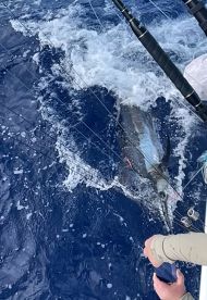 An angler is actively reeling in a large Marlin while fishing in deep blue waters, showcasing the excitement of sport fishing.