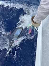 A fisherman reeling in a large Marlin while battling the waves, showcasing the excitement of deep-sea fishing.
