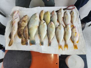 A variety of fish including Grouper and Snapper laid out on a cleaning table after a successful fishing trip.