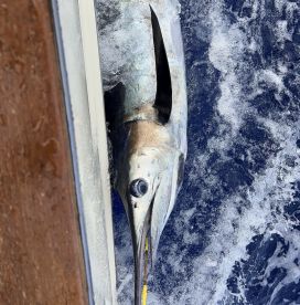 A large Marlin is seen breaching the surface near the boat, showcasing the excitement of deep-sea fishing.