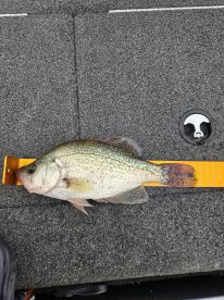 Caught Huge Crappie!