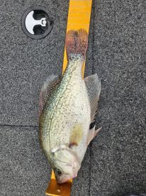 Caught Huge Crappie!