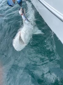 Great trip with nice variety of fish caught and a large tiger shark to end the trip