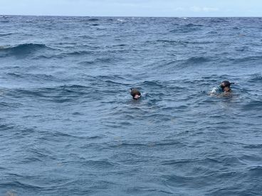 Two individuals swimming in open water, possibly engaged in snorkeling or diving activities.