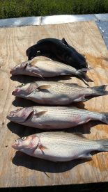 A variety of fish including striped bass and catfish laid out on a wooden surface, showcasing a successful fishing trip.