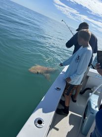 A young angler is reaching out to touch a shark while fishing from a boat in clear blue waters, showcasing an exciting moment in the Gulf.