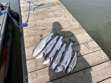 A collection of freshly caught salmon laid out on a dock, showcasing a successful fishing trip.