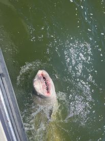 A large shark breaching the surface while being reeled in during a thrilling fishing expedition.