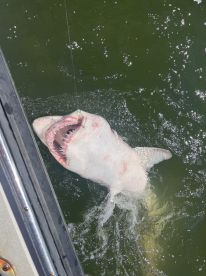 A large shark breaching the surface while being reeled in during an exciting fishing trip.