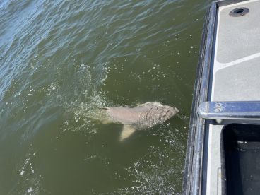 A close-up view of a large fish swimming near the boat, with the water surface creating a dynamic backdrop.