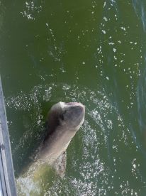A large shark is breaching the surface of the water, showcasing an exciting moment during a fishing trip.