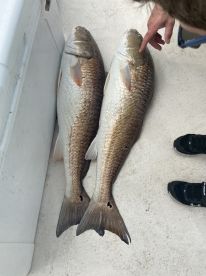 Wanted Bull Redfish for my kids to catch, he delivered 