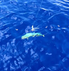 A vibrant Mahi-Mahi is being reeled in during a deep-sea fishing expedition in clear blue waters.