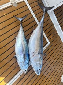 Two large Bluefin Tuna displayed on the deck of a fishing boat, showcasing a successful offshore fishing trip.