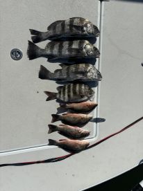 A neatly arranged display of various fish species, including striped bass and redfish, on the deck of a boat, showcasing a successful fishing trip.