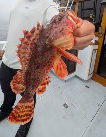 Angler proudly displaying a vibrant Red Rockfish aboard a fishing boat, showcasing the catch in a marine environment.