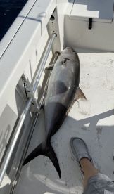 A large fish, likely a Halibut, is resting on the deck of a fishing boat, showcasing the catch from a recent fishing trip.