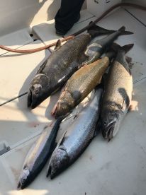 king salmon, rainbow trout, lake trout, steelhead