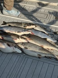 A variety of freshly caught trout laid out on the deck of a fishing boat, showcasing a successful fishing trip.