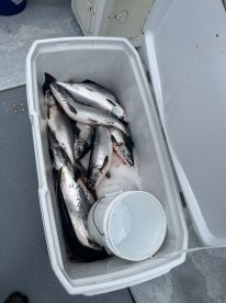 A cooler filled with freshly caught salmon, showcasing a successful fishing trip on the water.