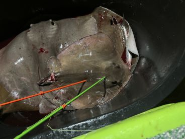 A large stingray stored in a cooler, showcasing the catch from a night fishing expedition.
