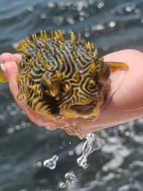 A young angler proudly displaying a colorful Pufferfish while enjoying a sunny day on the water.