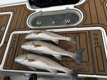 Three Redfish displayed on the deck of a boat, showcasing a successful fishing trip.