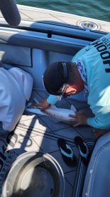 An angler is carefully handling a Redfish on the deck of a boat, showcasing the excitement of fishing in a sunny environment.