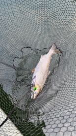 A large trout caught in a net, showcasing the excitement of fishing in a serene water environment.