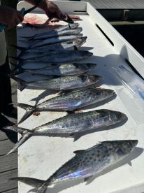 A selection of freshly caught Spanish Mackerel laid out on a fillet table, showcasing the day's catch after a successful fishing trip.