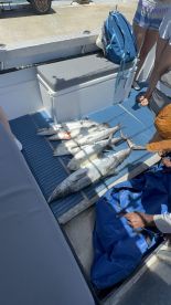 A variety of fish, including King Mackerel, laid out on the deck of a fishing boat, showcasing a successful catch during a day on the water.