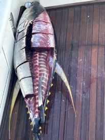 Ahi yellowfin tuna of a lifetime!