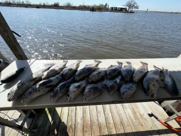 A variety of fish, including Speckled Trout, neatly arranged on a cleaning table at a dock, showcasing a successful fishing trip.