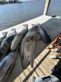 A variety of fish, including a large striped bass, displayed on a cleaning table at a dock, showcasing a successful fishing trip.