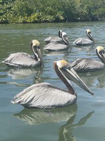 Amazing Trip\/Amazing Crew