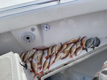 Fish tacos tonight !