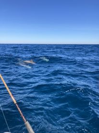 Black Sea Bass Galore!