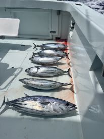 Skipjack tuna\u2019s