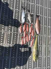 A variety of fish including Mahi Mahi and Snapper displayed on a dock, showcasing a successful fishing trip.