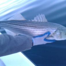 Vinnie Calabro profile photo