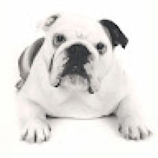 Chawin Fishing Sayulita & Ocean Sports