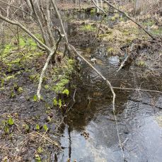 Lyla Rose Fishing Charters