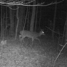 Reel Addicted Charters – Pulaski