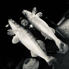 Richard Medgyesi profile photo