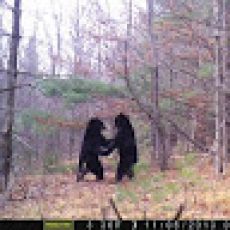 Nightwatch Sport Fishing