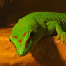 Michael Schwaighofer