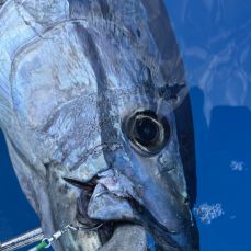 Giovanni lo Coco profile photo